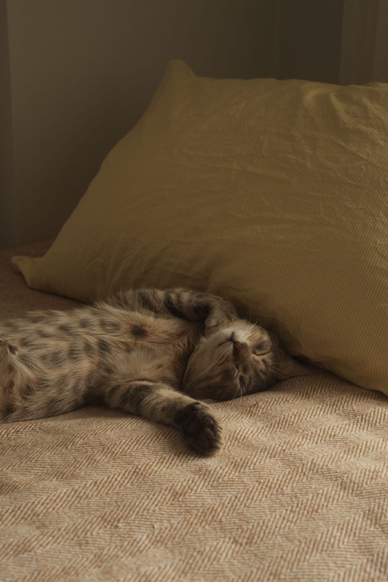 ベッドで眠る猫のイメージ