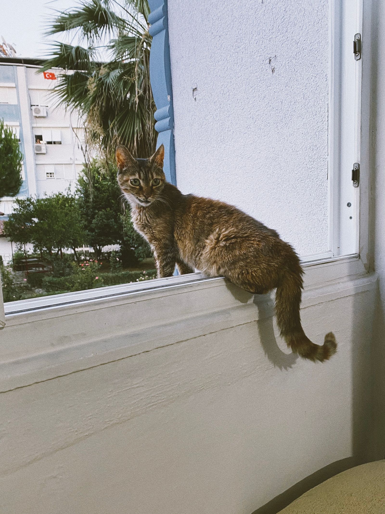 古い建物の窓辺でくつろぐ猫のイメージ