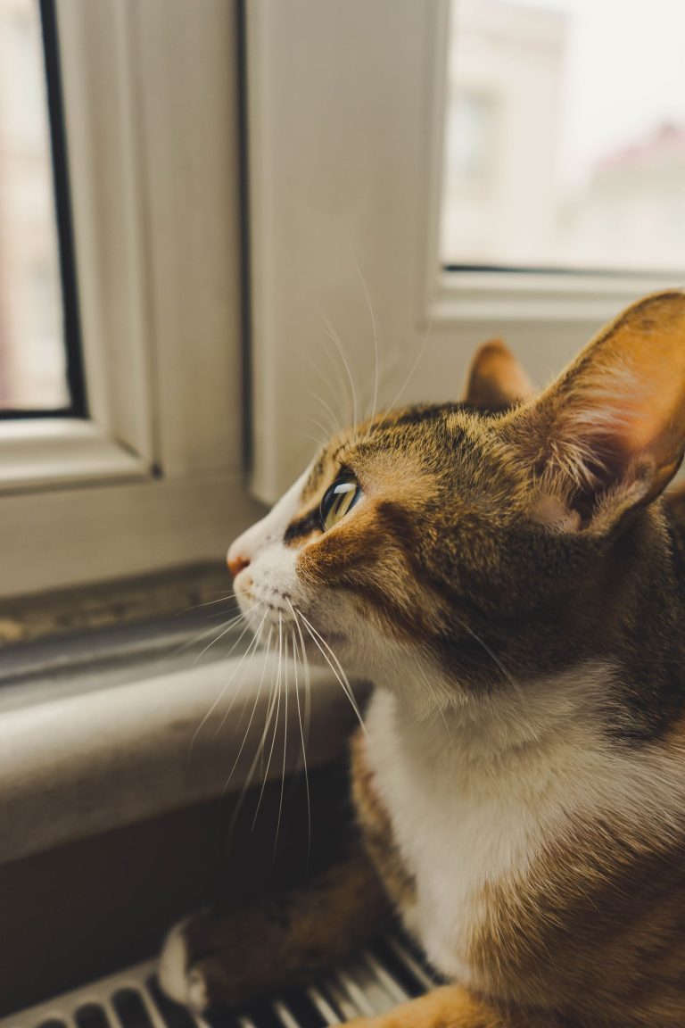 窓から外を見る三毛猫のイメージ