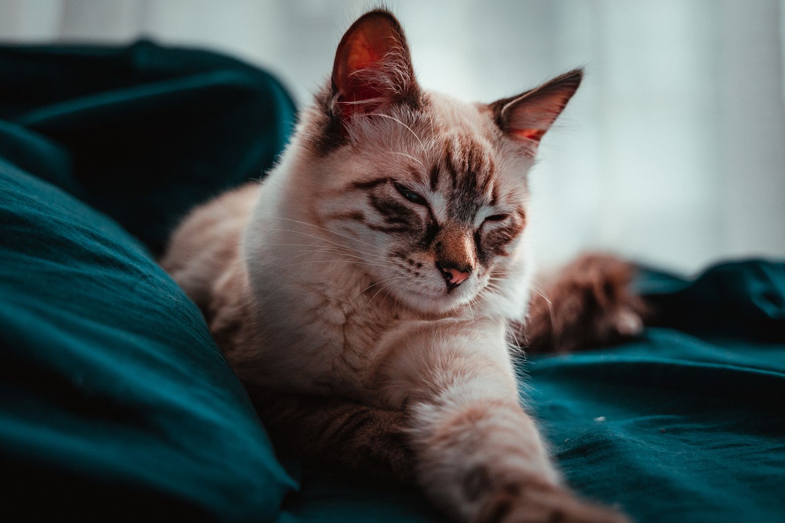 ベッドでくつろぐ猫のイメージ
