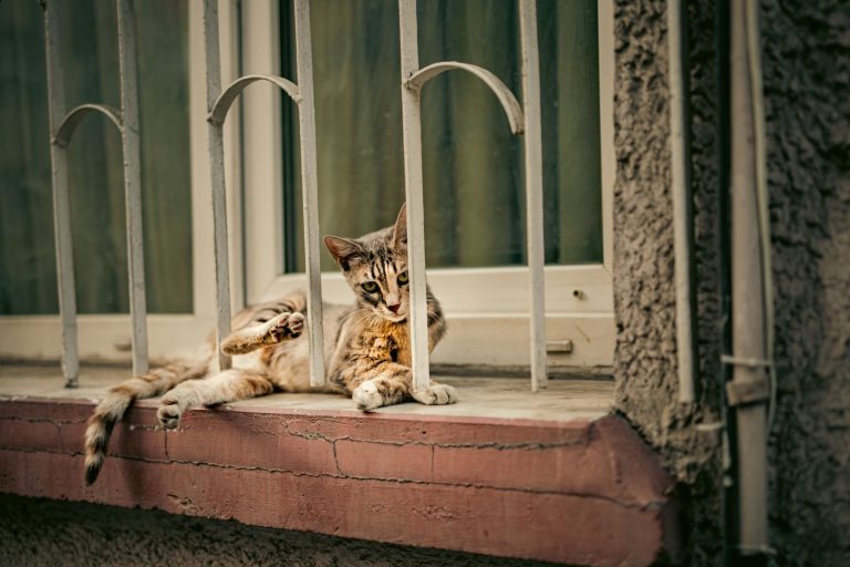 窓辺のキジトラ猫のイメージ