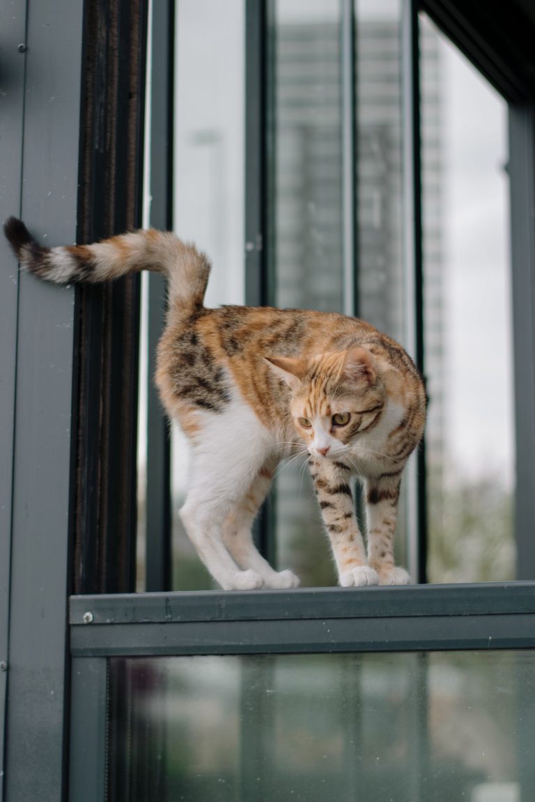 街の窓辺に立つ猫のイメージ