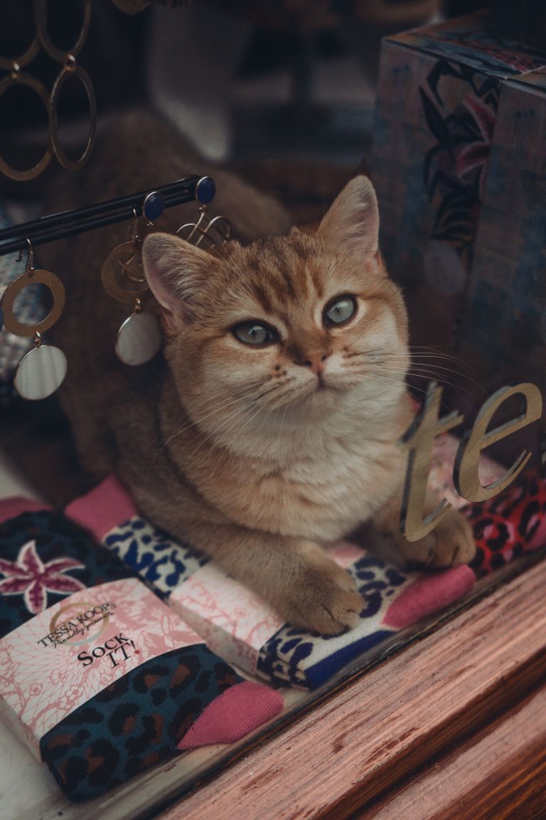 木の建物の窓辺にいる猫のイメージ