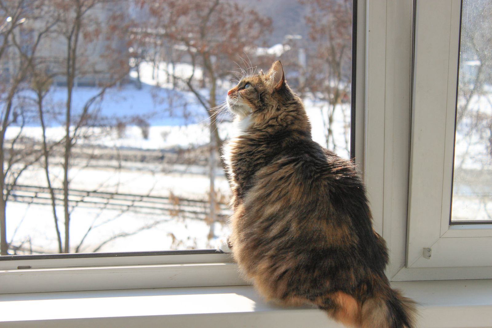 冬の窓辺にいる猫のイメージ