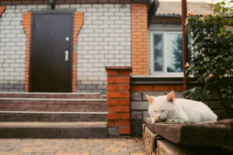 家の前で眠る猫のイメージ