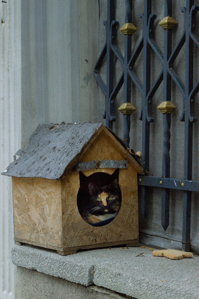 木の猫小屋にいる三毛猫のイメージ