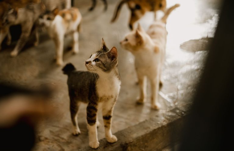 室内に集まる猫たちのイメージ
