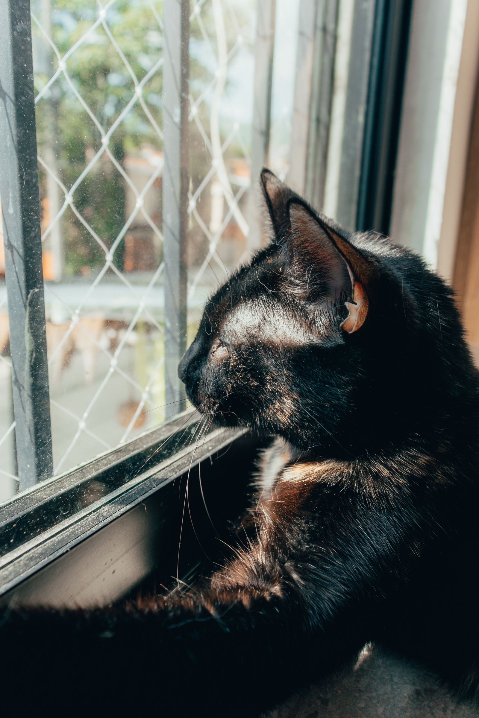 窓辺にいる黒猫のイメージ