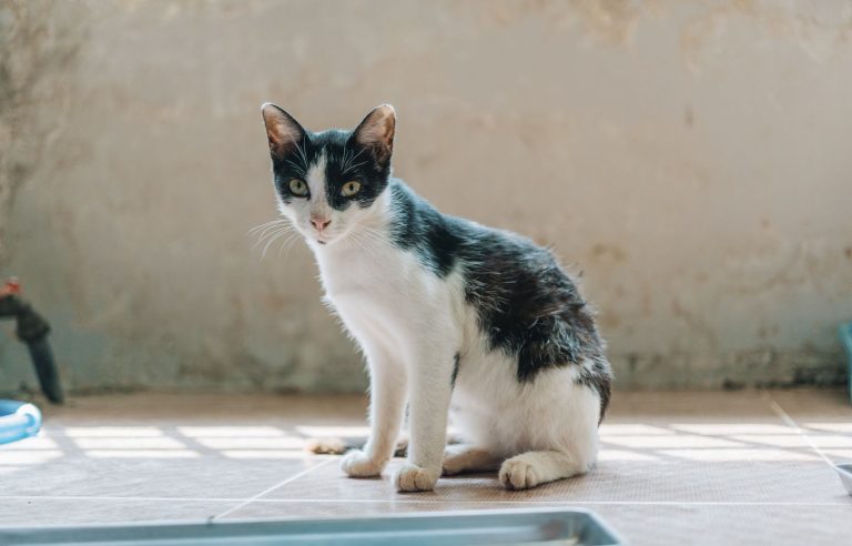 窓辺でくつろぐ白黒猫のイメージ