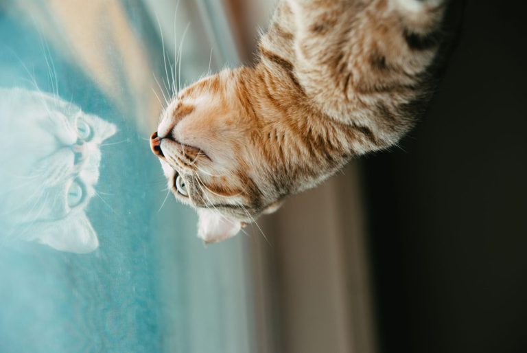 窓の外を見る茶トラ猫のイメージ