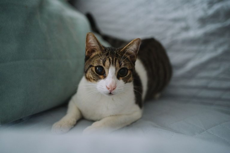 ベッドでくつろぐ猫のイメージ