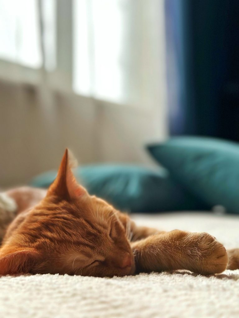 日差しの入る部屋で眠る猫のイメージ