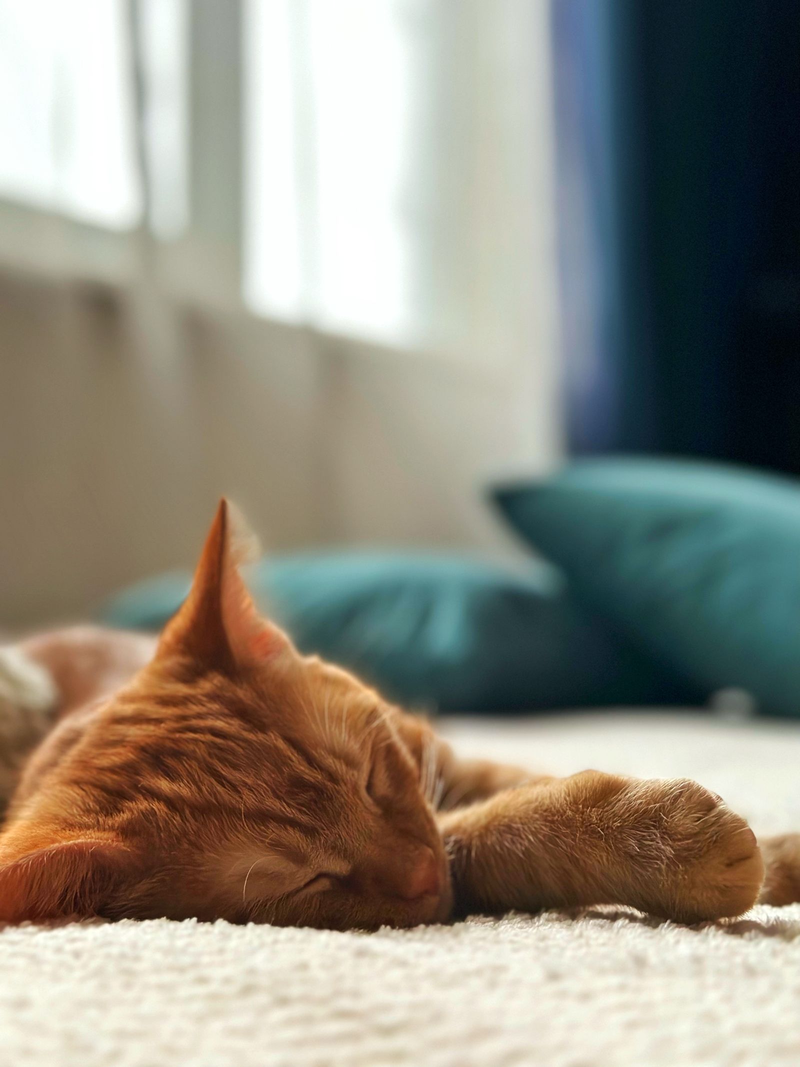 日差しの入る部屋で眠る猫のイメージ