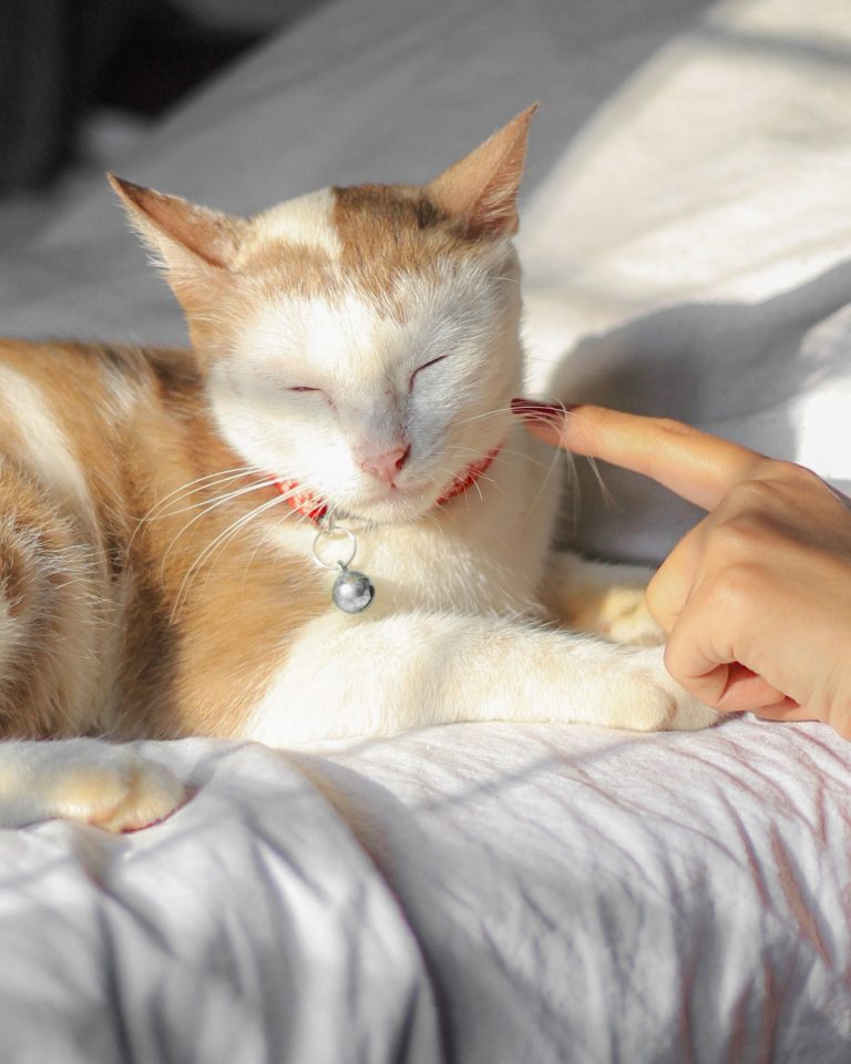 客室でくつろぐ猫のイメージ