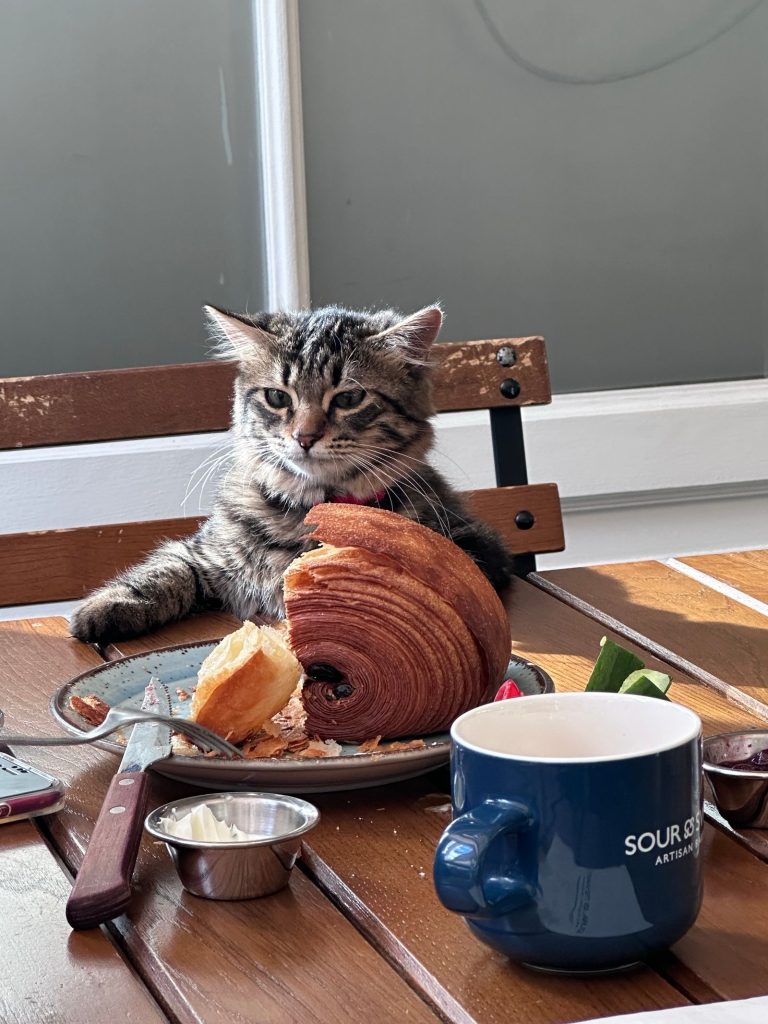 朝食のテーブルをのぞく猫のイメージ