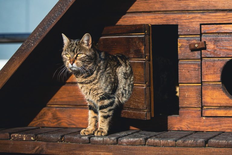 木の小屋でくつろぐ猫のイメージ