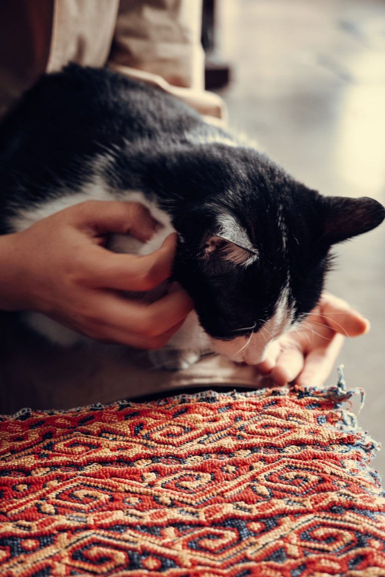 人に撫でられる猫のイメージ写真。富士子ではありません
