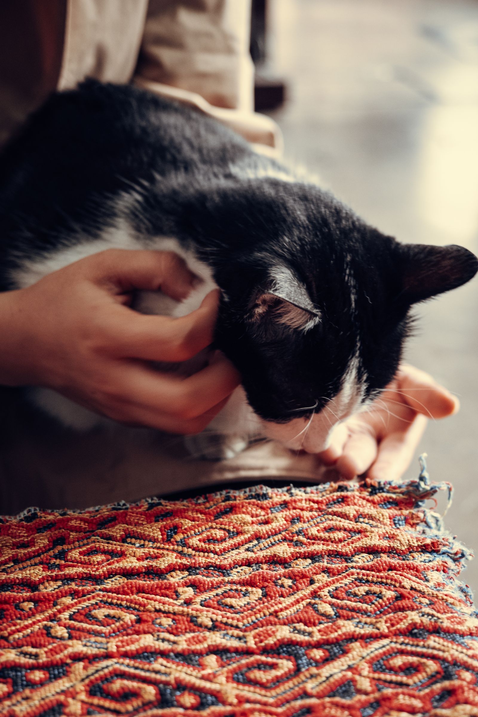 人に撫でられる猫のイメージ