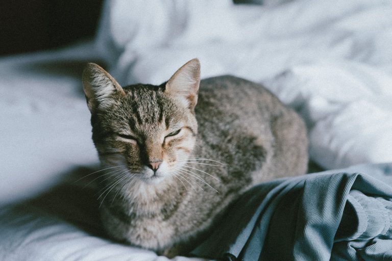 ベッドで休む猫のイメージ