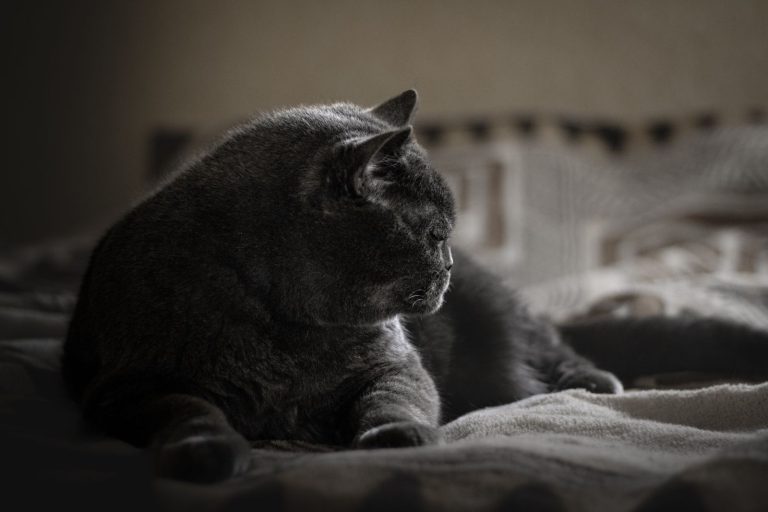 猫のいる宿のイメージ画像
