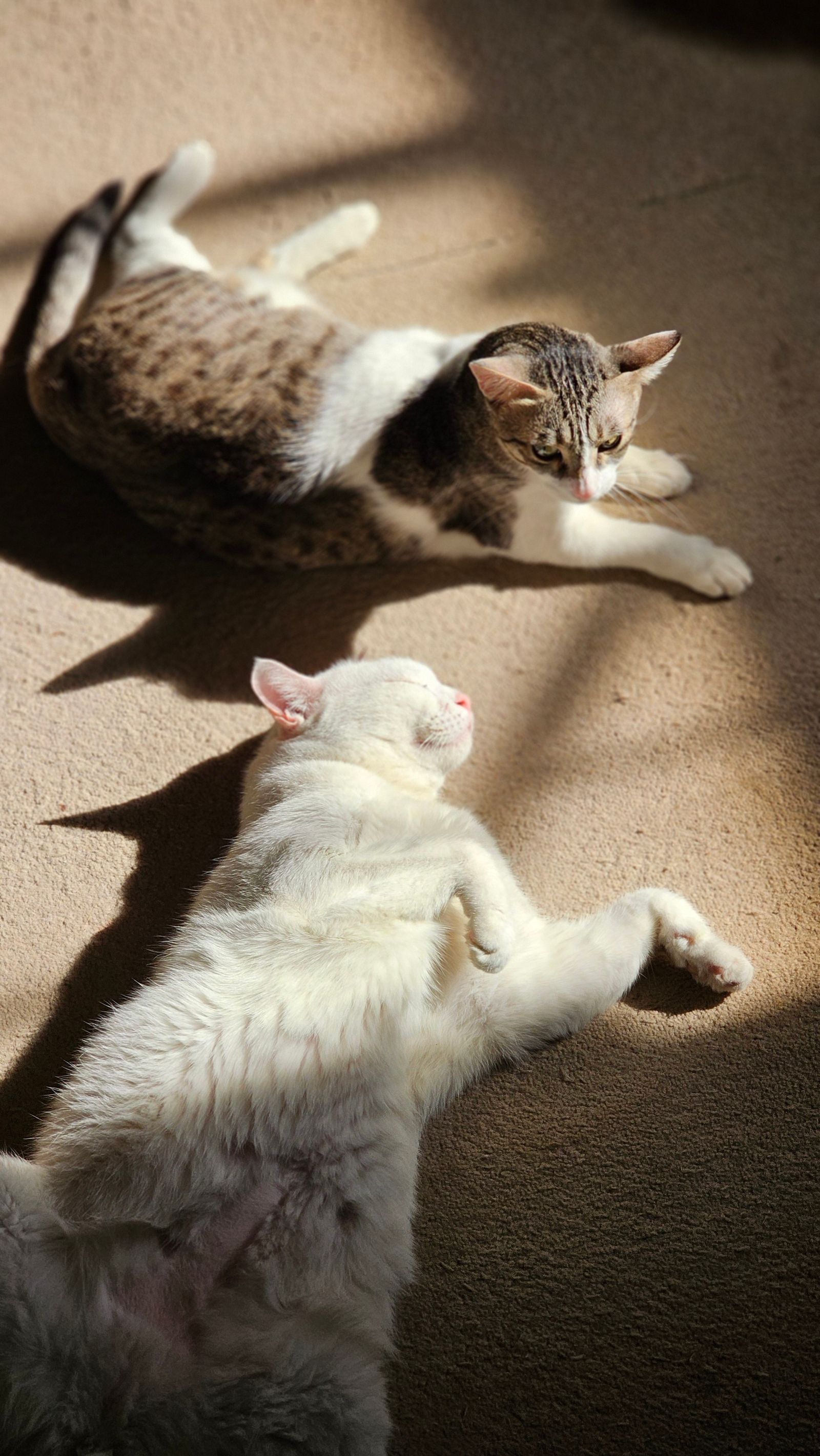 複数の猫と室内で過ごすイメージ