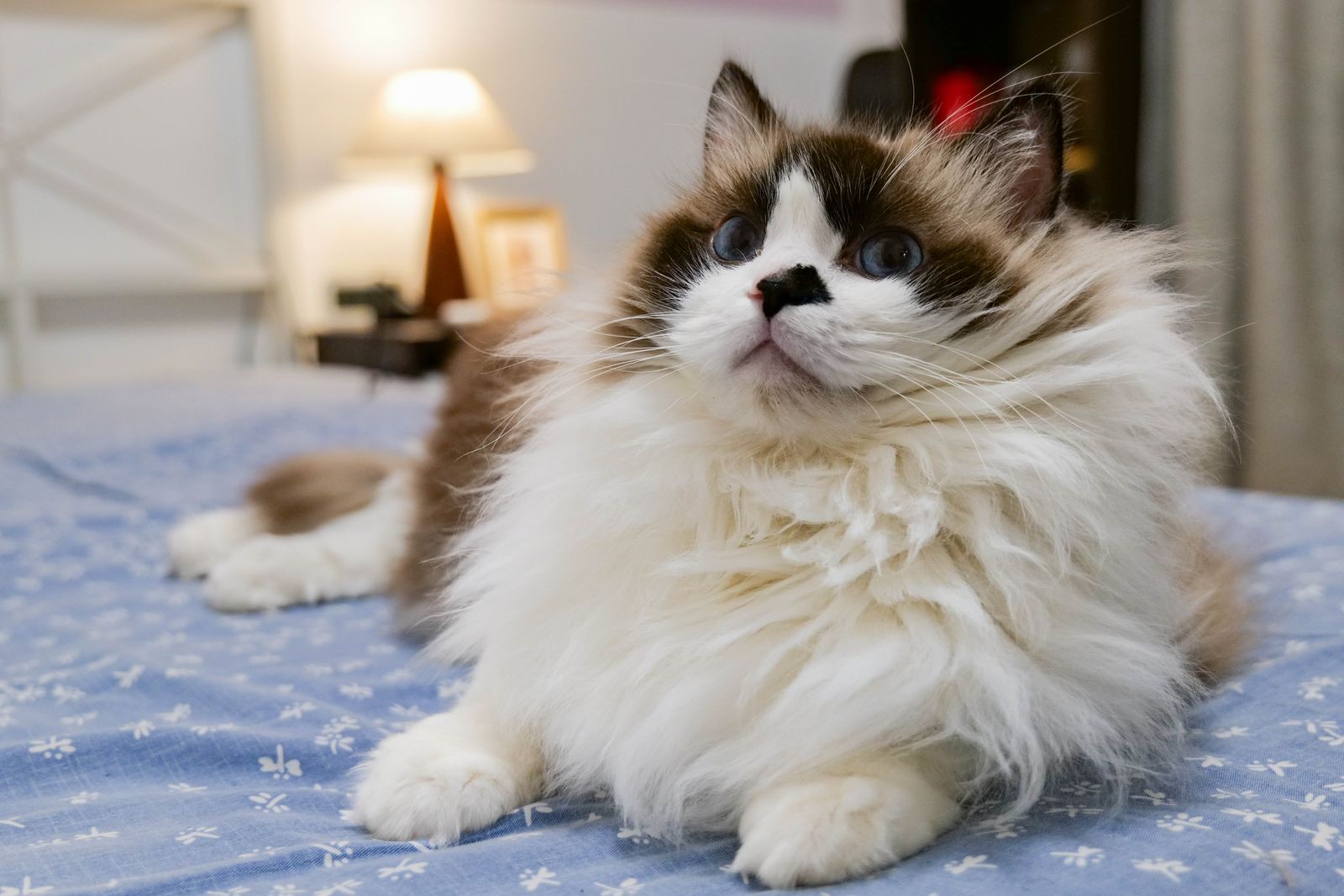宿で暮らす猫のイメージ