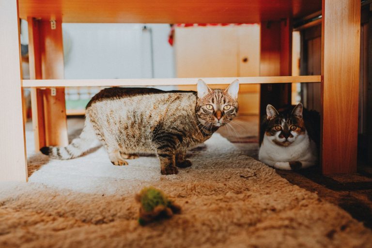 室内のテーブル下で過ごす猫のイメージ
