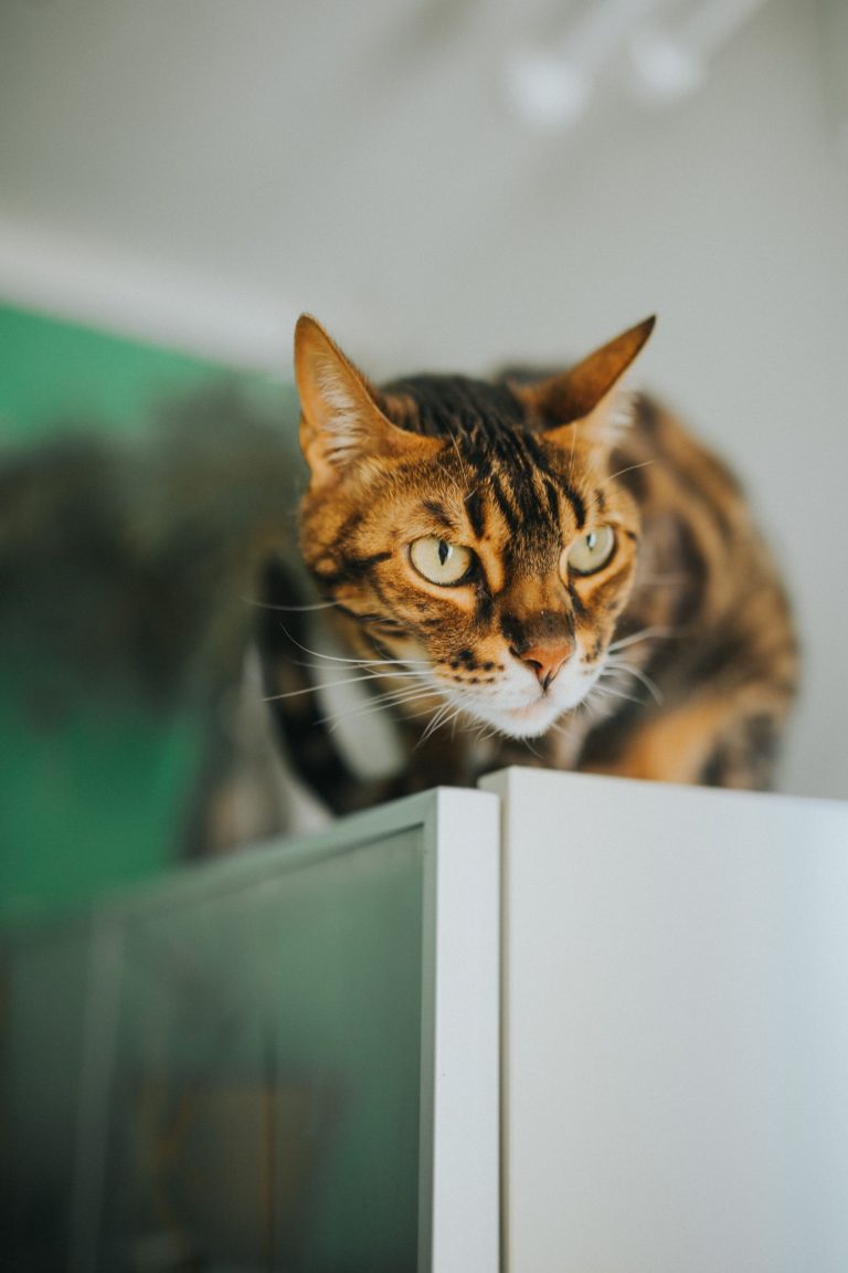 室内の家具の上で過ごす猫のイメージ