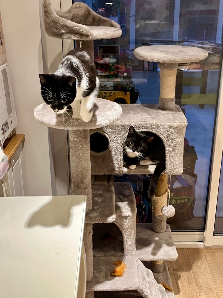 キャットタワーで遊ぶ猫たちのイメージ