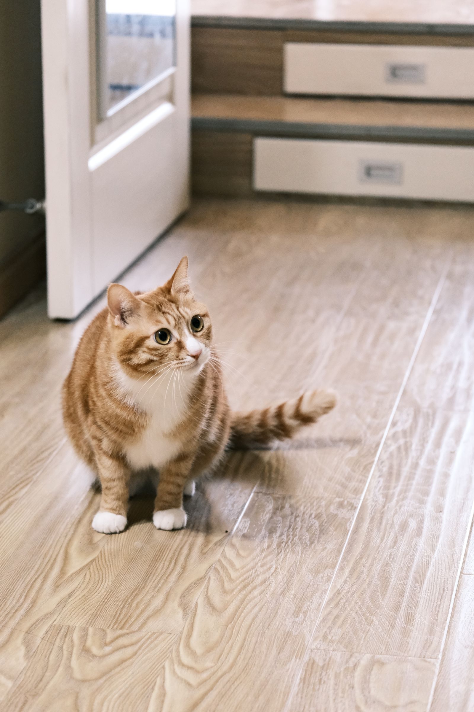 猫宿を紹介する記事の猫イメージ画像
