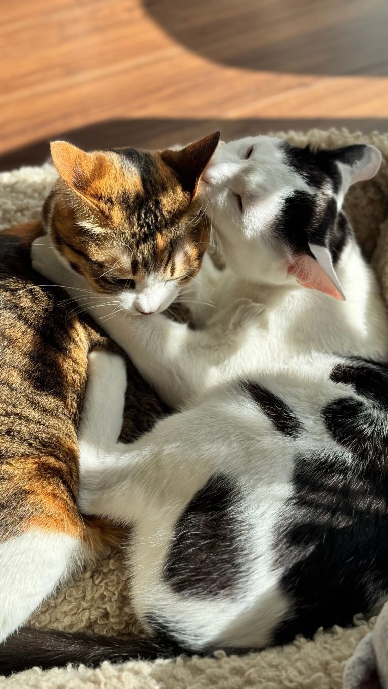 猫宿を紹介する記事の猫イメージ画像