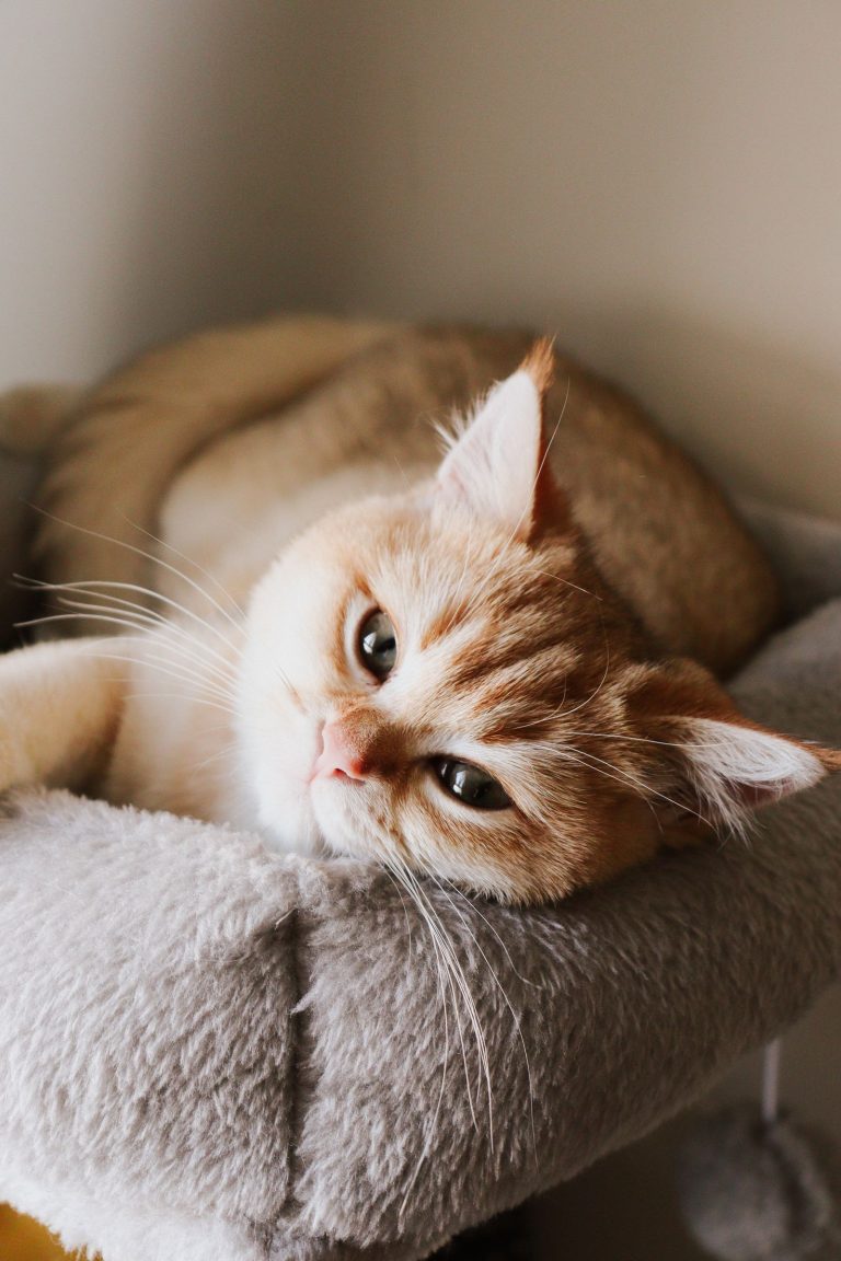 室内で休む茶色い猫のイメージ