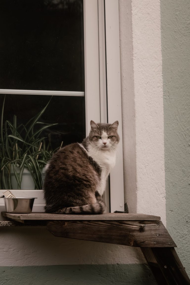猫のいる宿のイメージ画像