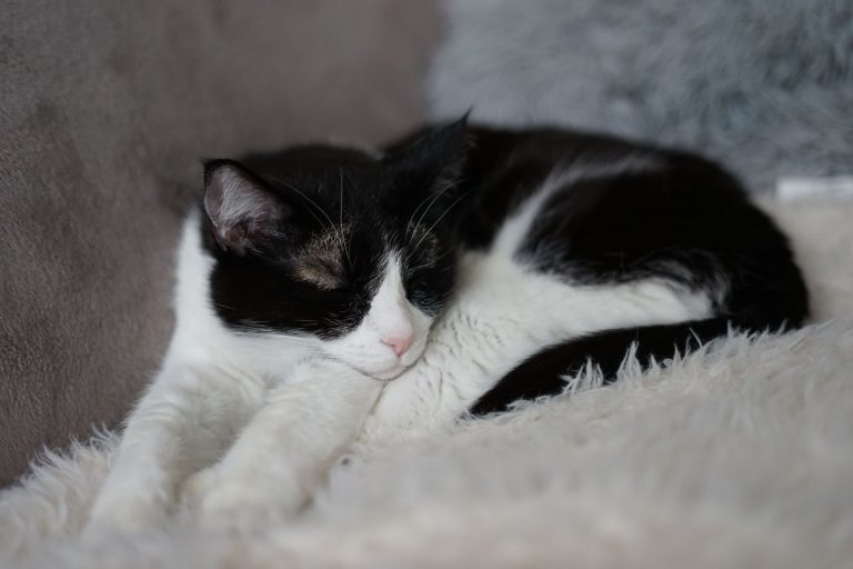 室内で眠る白黒猫のイメージ写真。末廣館のテトではありません