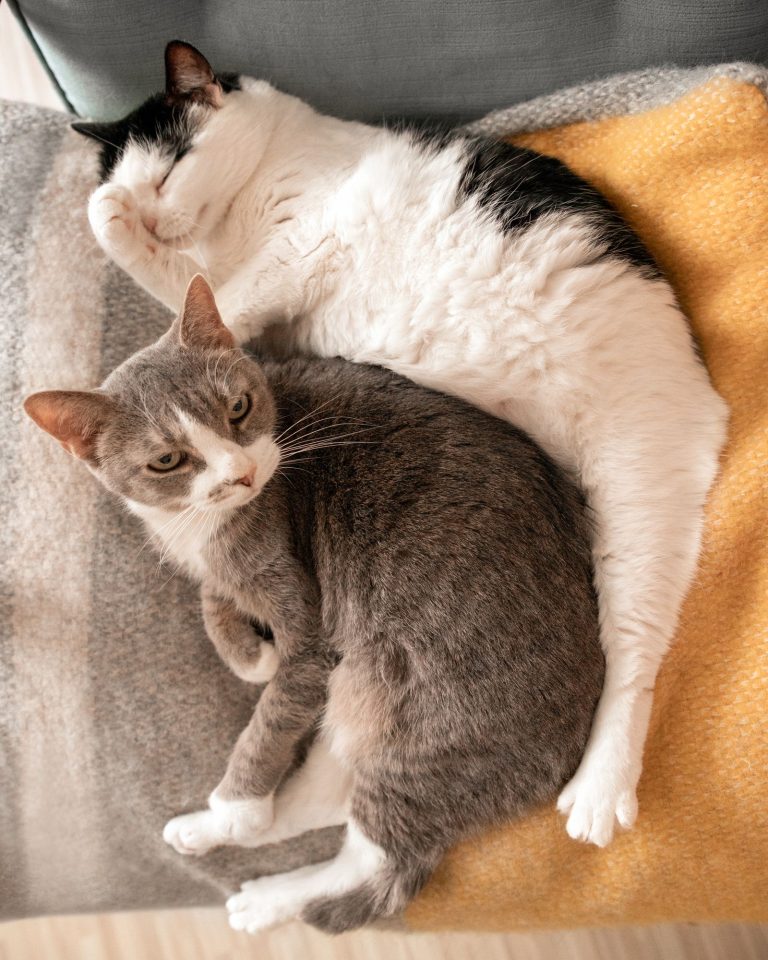 室内で寄り添う猫のイメージ