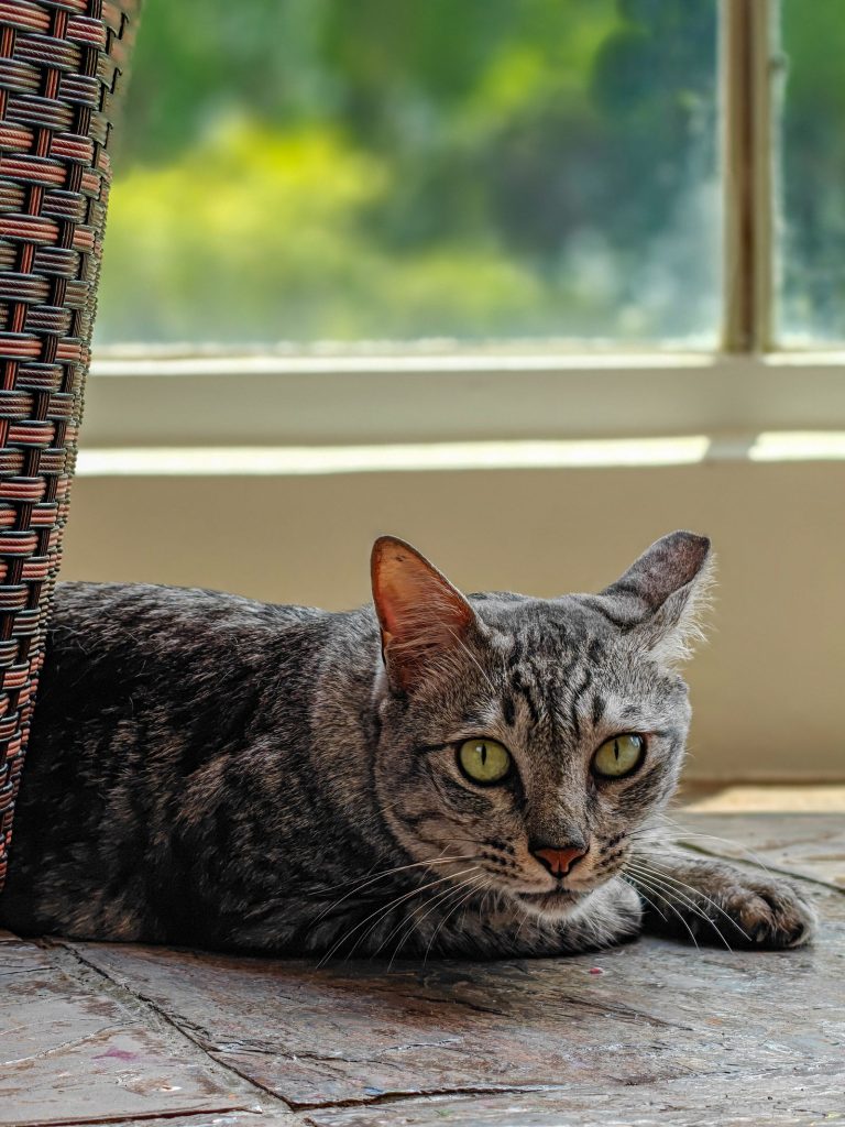 窓辺で休む猫のイメージ写真。みなみ家の保護猫ではありません