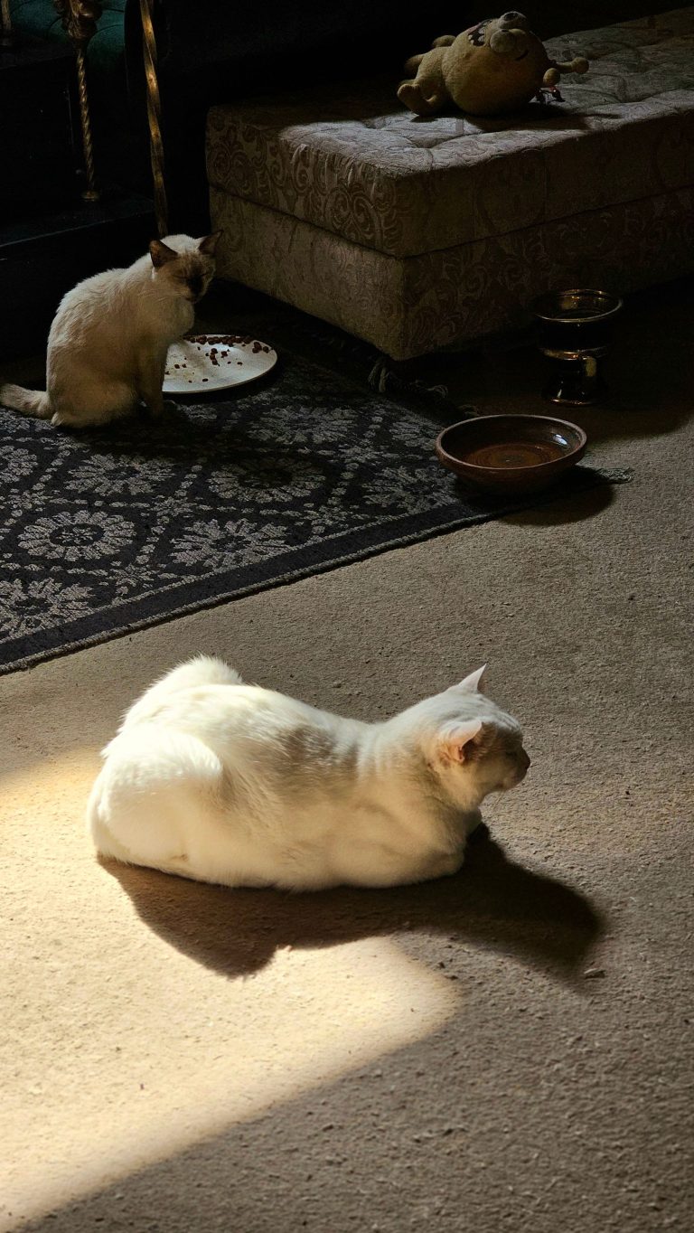室内の日差しの中で休む猫たちのイメージ