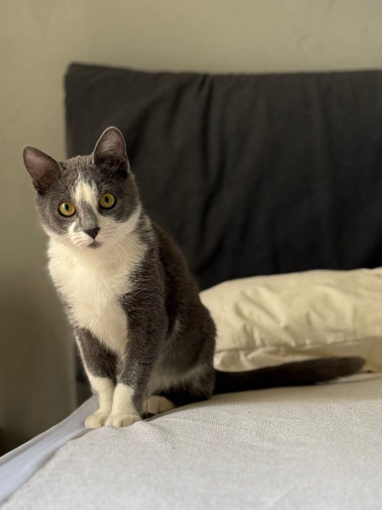 ベッドの上に座る猫のイメージ