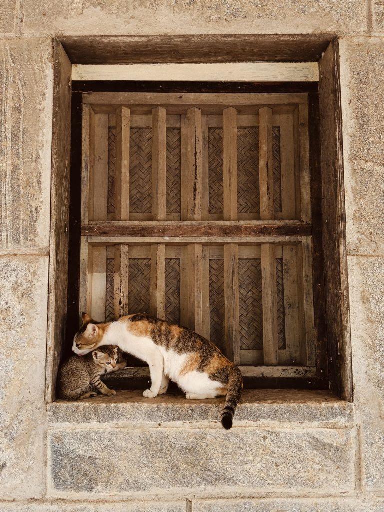 山あいの宿で猫と過ごすイメージ