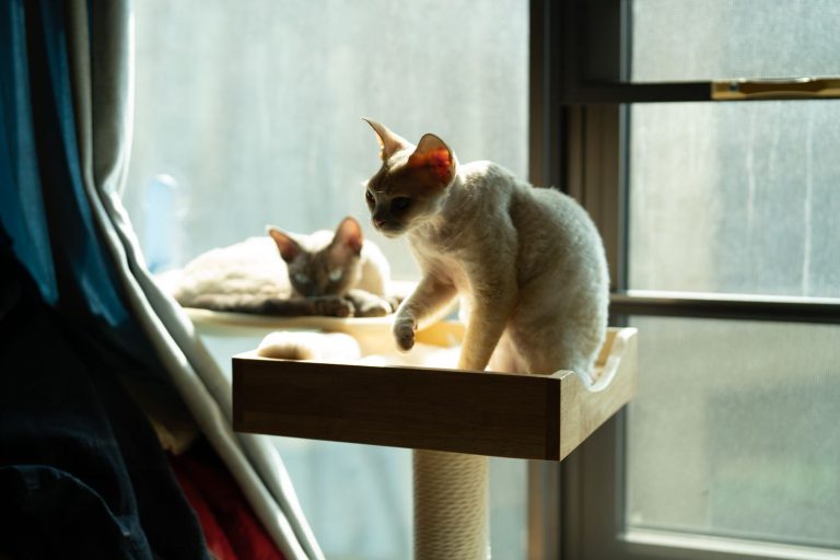 キャットウォークのある部屋で猫と過ごすイメージ