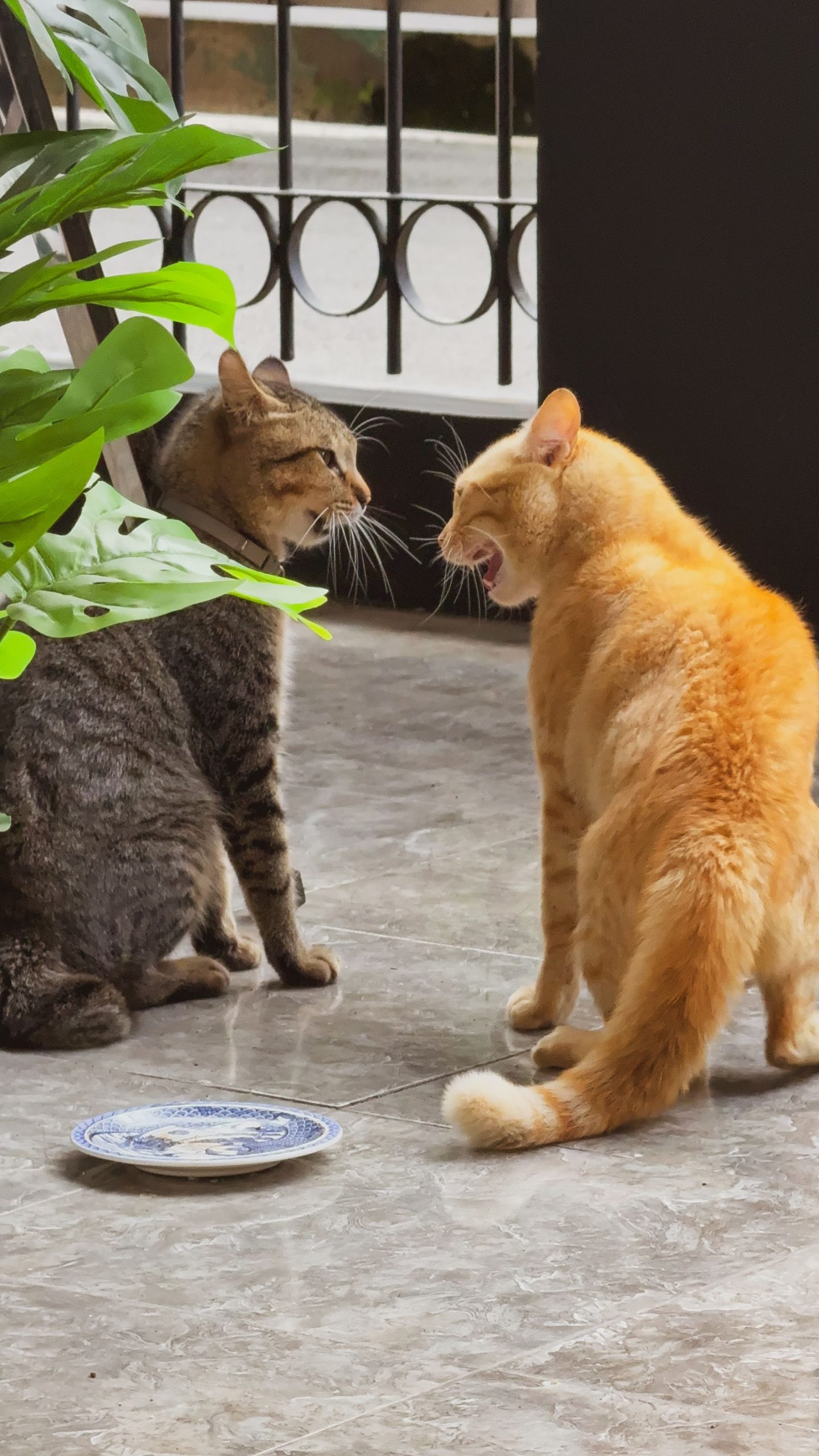 室内で向かい合う2匹の猫のイメージ