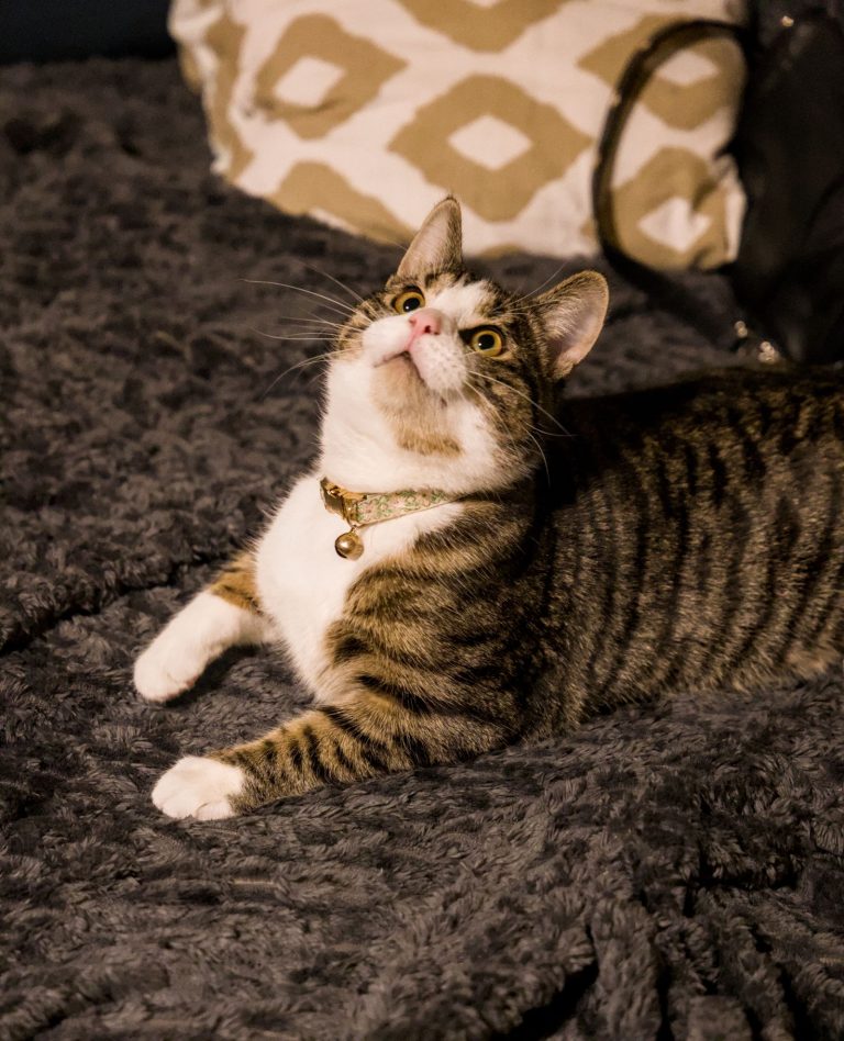 室内でくつろぐ猫のイメージ