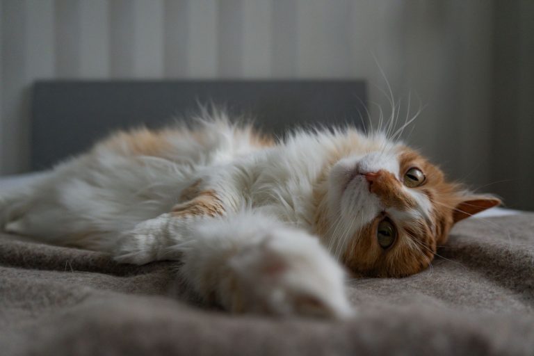 猫のいる宿のイメージ画像