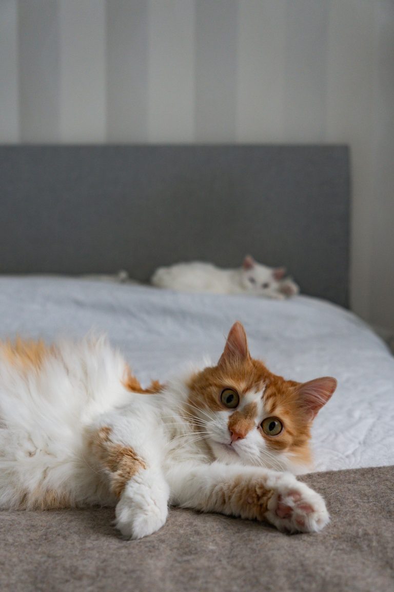 ベッドでくつろぐ2匹の猫のイメージ