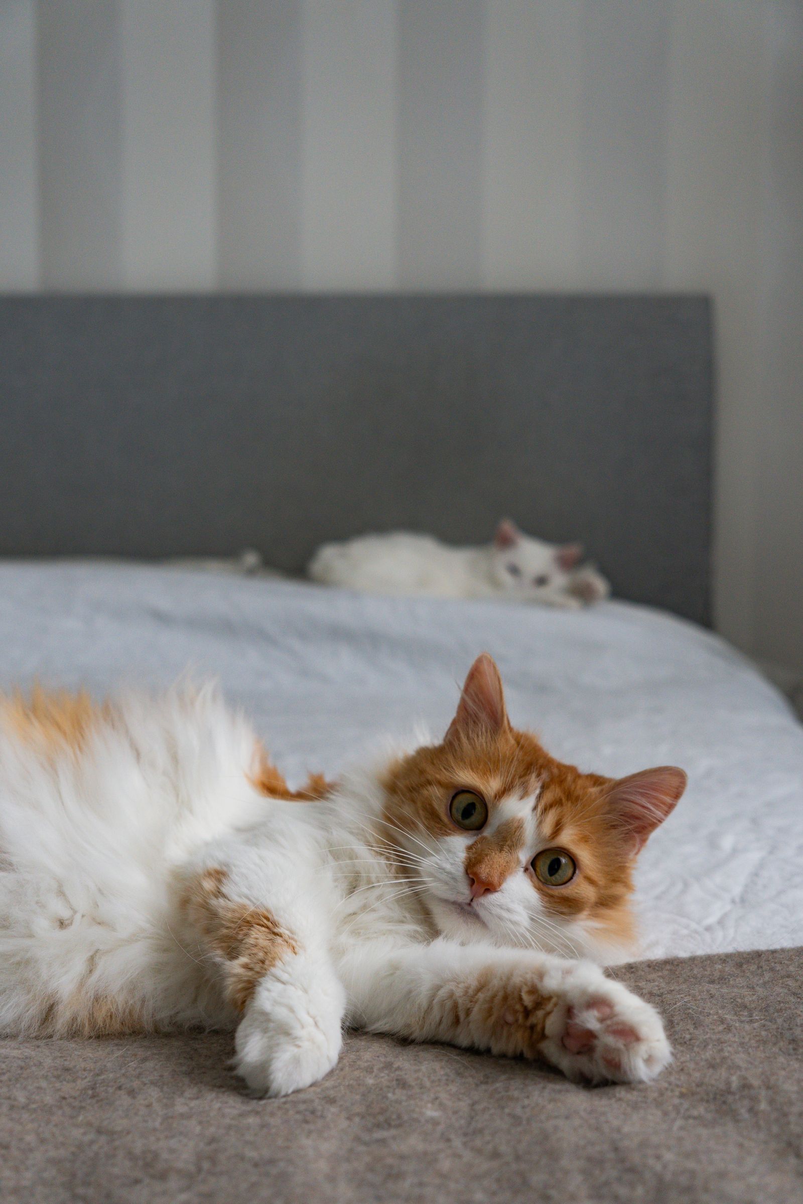 2匹の猫が室内でくつろぐイメージ