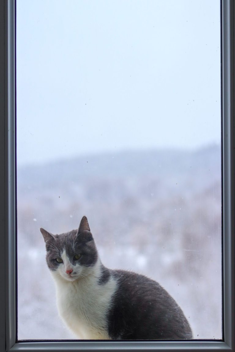 雪景色の窓辺にいる猫のイメージ写真。白山苑の猫や白峰の景色ではありません