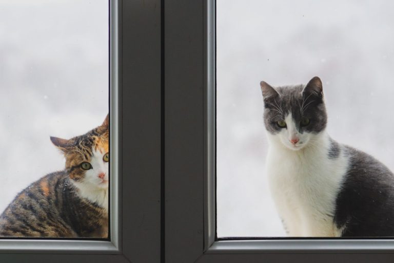 窓辺で並ぶ2匹の猫のイメージ