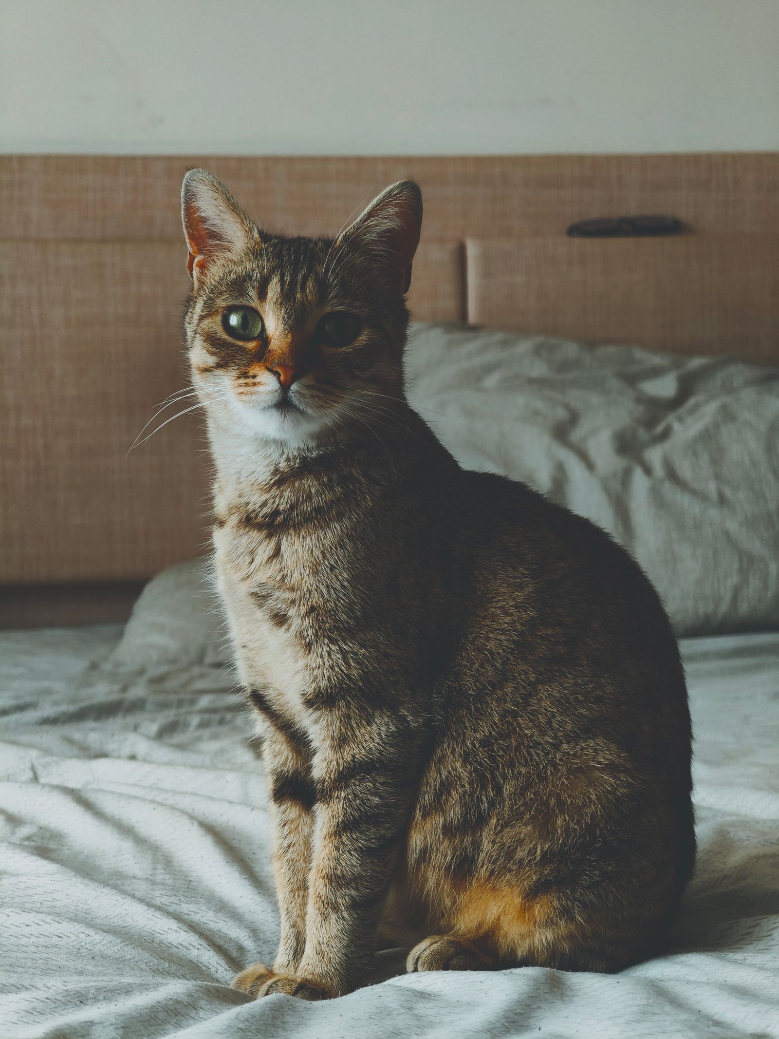 ベッドの上の猫のイメージ