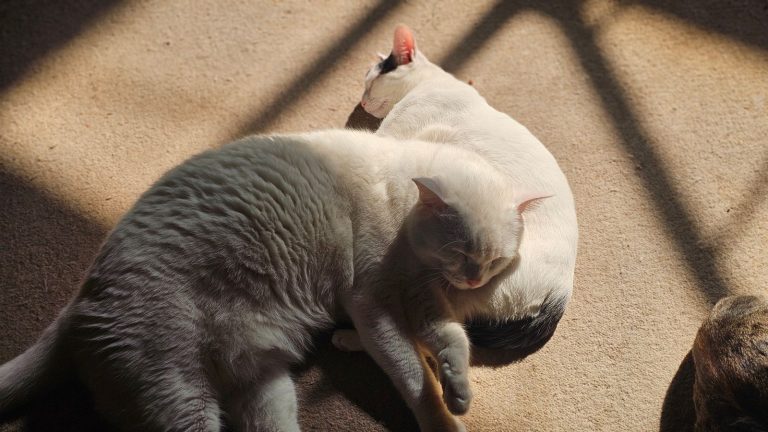 猫宿を紹介する記事の猫イメージ画像