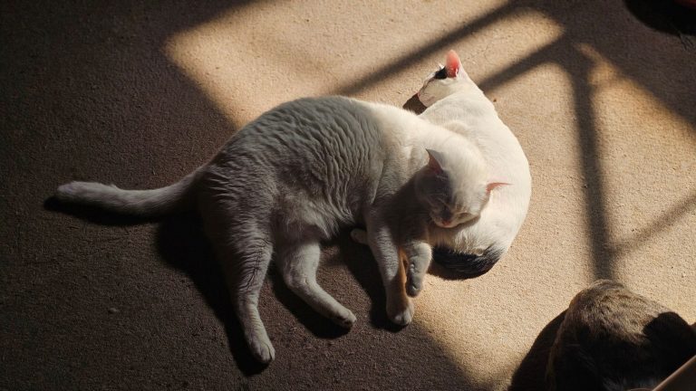 猫のいる宿のイメージ画像